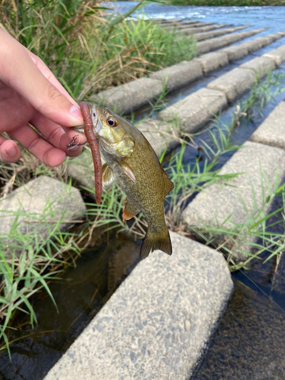 スモールマウスバス