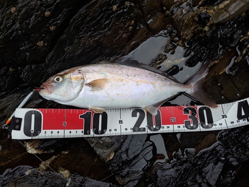 ショゴの釣果