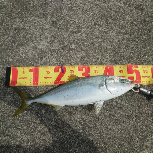 イナダの釣果