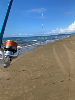 シロギスの釣果