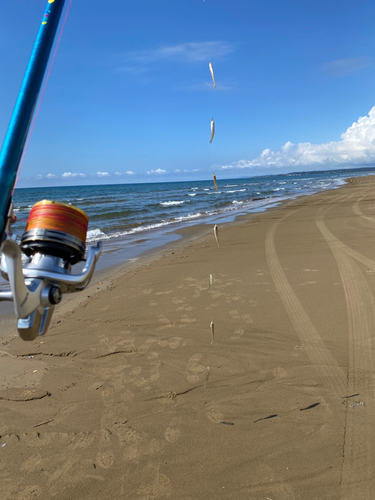 シロギスの釣果