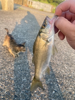 セイゴ（ヒラスズキ）の釣果