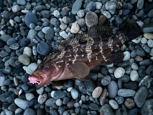 キジハタの釣果