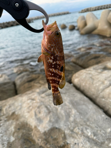 キジハタの釣果