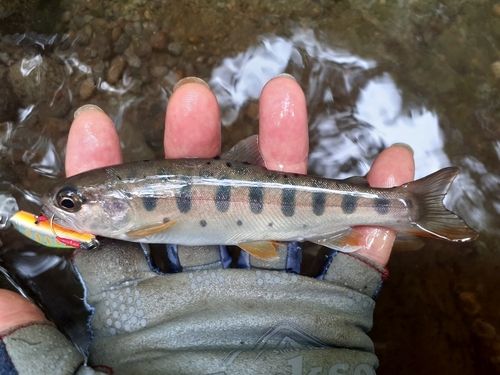 ヤマメの釣果