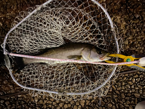 スズキの釣果