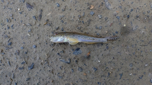 マハゼの釣果