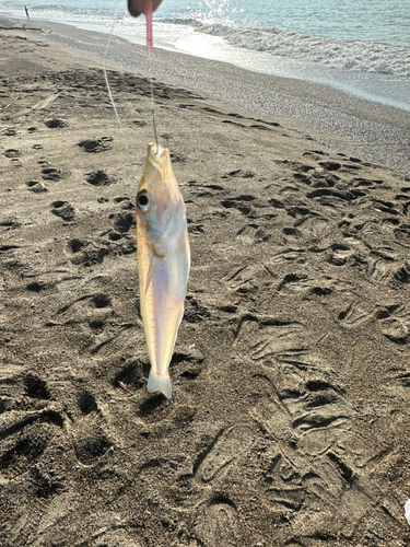 キスの釣果