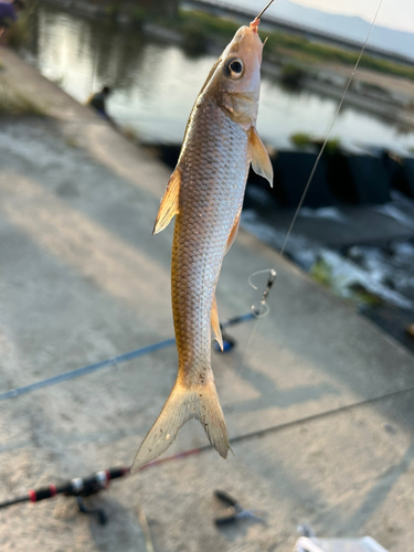 コイの釣果