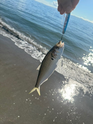 コノシロの釣果