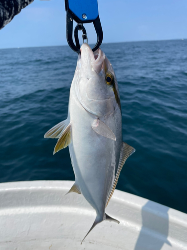 ショゴの釣果