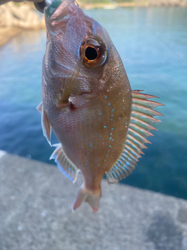 タイの釣果