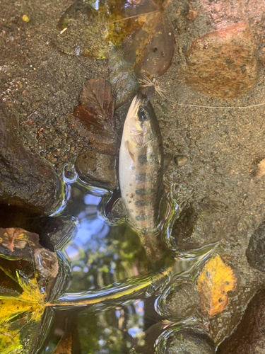 ニジマスの釣果