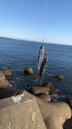 クサフグの釣果