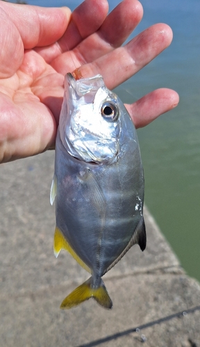 メッキの釣果