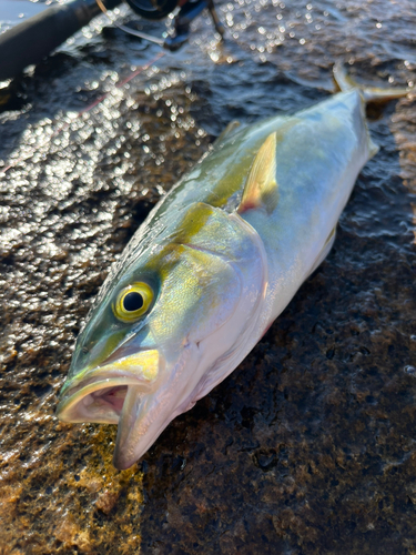 ハマチの釣果