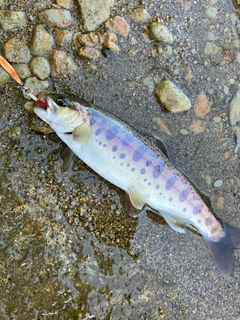 ニジマスの釣果