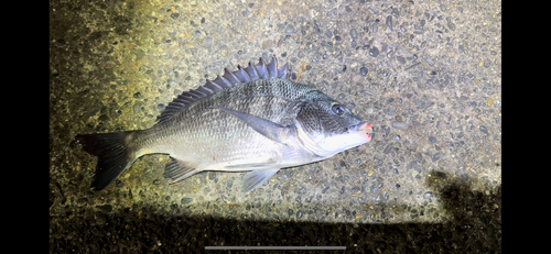 クロダイの釣果