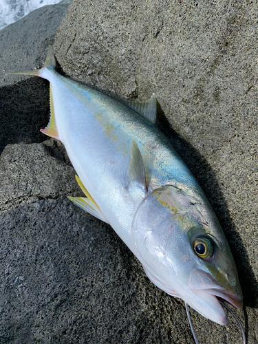 ヒラマサの釣果