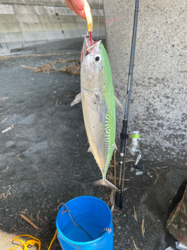 ソウダガツオの釣果