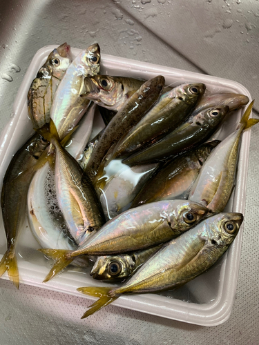 ハゼの釣果