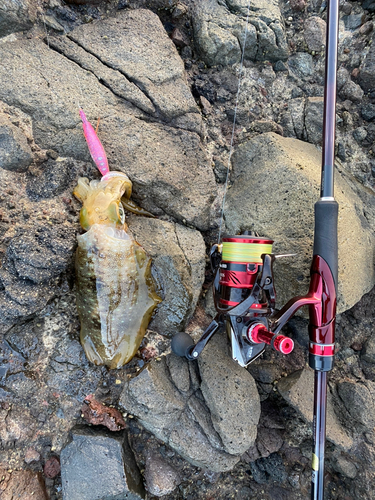 アオリイカの釣果