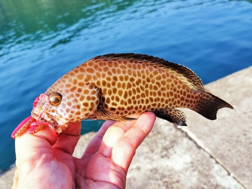 オオモンハタの釣果