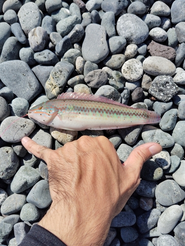 キュウセンの釣果