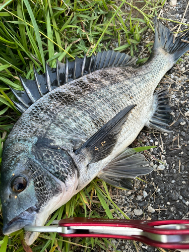 クロダイの釣果