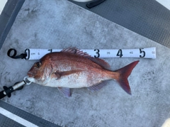 マダイの釣果