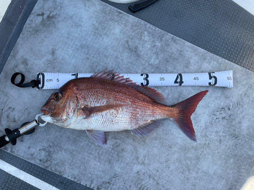 マダイの釣果