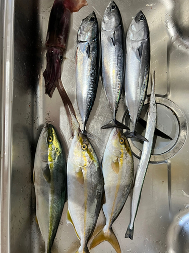 ショゴの釣果