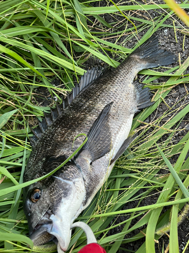 クロダイの釣果