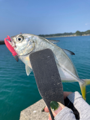 ナンヨウカイワリの釣果