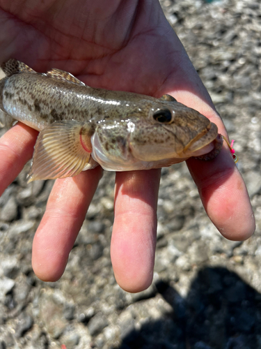 ハゼの釣果