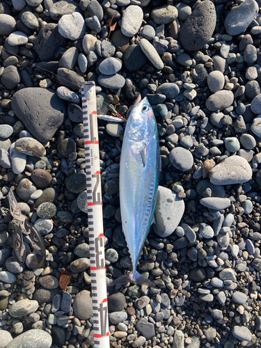 ソウダガツオの釣果