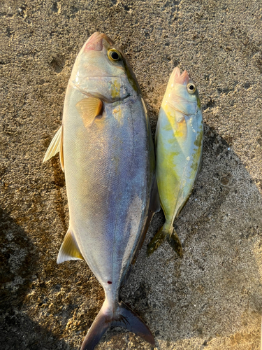 ショゴの釣果