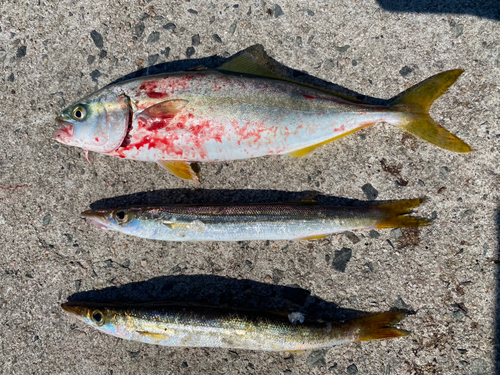 ツバスの釣果