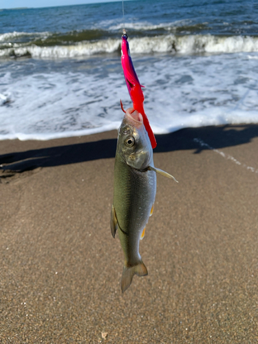 ウグイの釣果