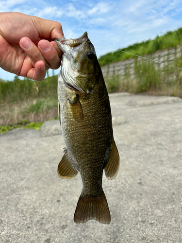 スモールマウスバスの釣果