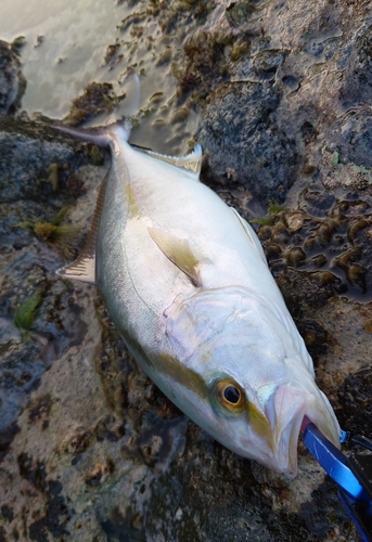 アカビラの釣果