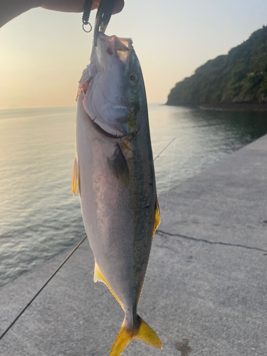 ヤズの釣果