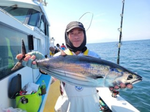 カツオの釣果