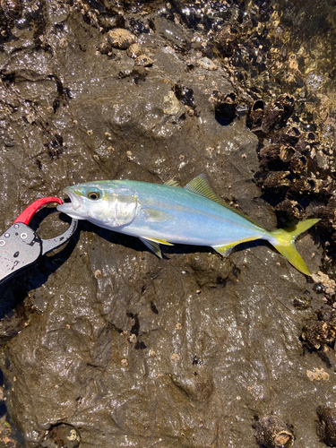 ワカシの釣果