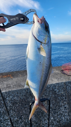 ネリゴの釣果