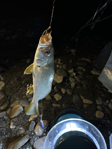 イシモチの釣果