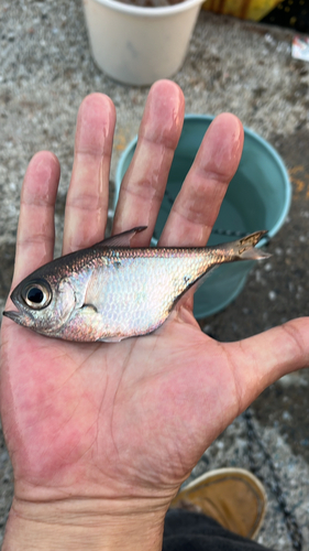 ミナミハタンポの釣果