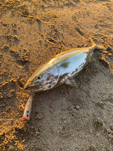 イナダの釣果