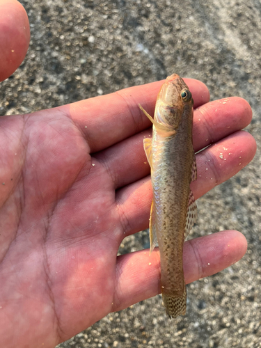 マハゼの釣果