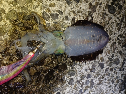 アオリイカの釣果